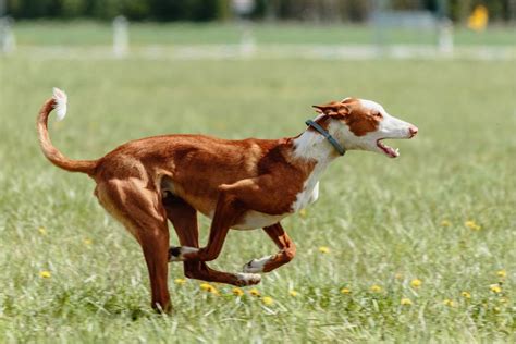 podencos portugueses pelo duro|portuguese podengo breeds.